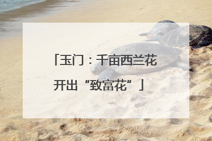 玉门：千亩西兰花开出“致富花”