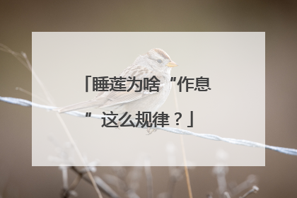 睡莲为啥“作息”这么规律？