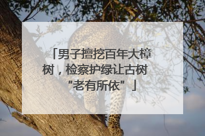 男子擅挖百年大樟树，检察护绿让古树“老有所依”