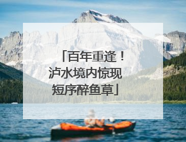百年重逢！泸水境内惊现短序醉鱼草