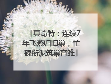 真奇特：连续7年飞燕归旧巢，忙碌衔泥筑巢育雏