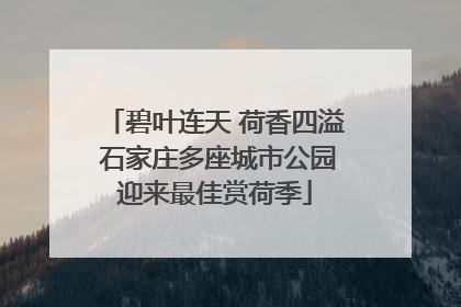 碧叶连天 荷香四溢 石家庄多座城市公园迎来最佳赏荷季