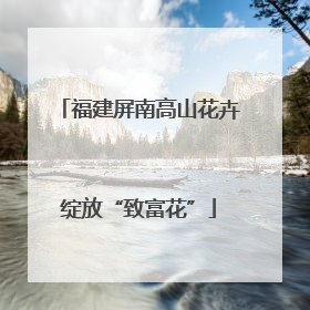 福建屏南高山花卉绽放“致富花”