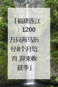 福建连江：1200万只海马历经8个月培育 迎来收获季