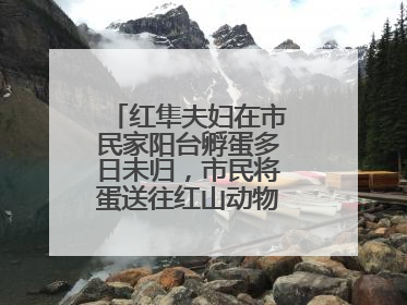红隼夫妇在市民家阳台孵蛋多日未归，市民将蛋送往红山动物园“抢救”