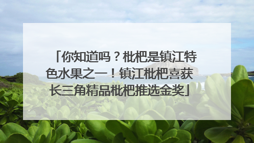 你知道吗？枇杷是镇江特色水果之一！镇江枇杷喜获长三角精品枇杷推选金奖
