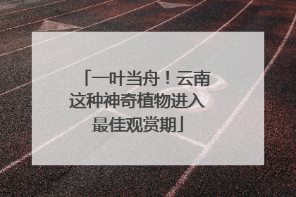 一叶当舟！云南这种神奇植物进入最佳观赏期