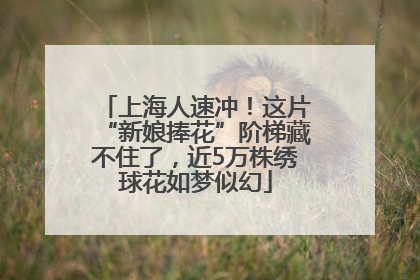 上海人速冲！这片“新娘捧花”阶梯藏不住了，近5万株绣球花如梦似幻