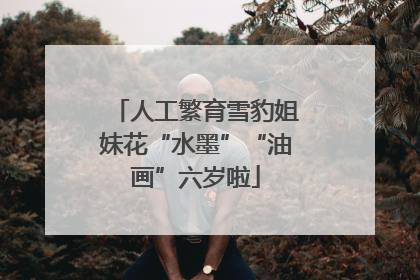 人工繁育雪豹姐妹花“水墨”“油画”六岁啦