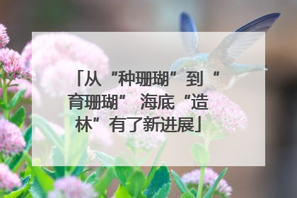 从“种珊瑚”到“育珊瑚” 海底“造林”有了新进展