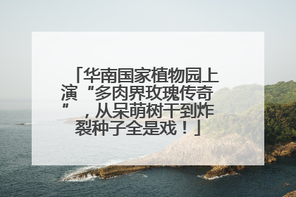 华南国家植物园上演“多肉界玫瑰传奇”，从呆萌树干到炸裂种子全是戏！
