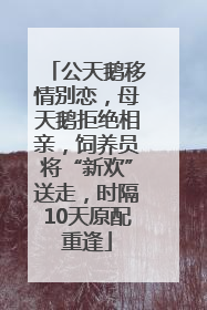 公天鹅移情别恋，母天鹅拒绝相亲，饲养员将“新欢”送走，时隔10天原配重逢