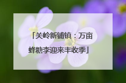 关岭新铺镇：万亩蜂糖李迎来丰收季
