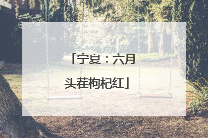 宁夏：六月头茬枸杞红