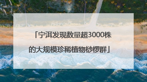 宁洱发现数量超3000株的大规模珍稀植物桫椤群