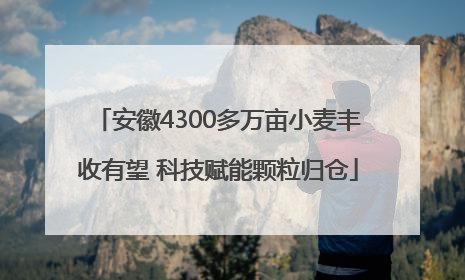 安徽4300多万亩小麦丰收有望 科技赋能颗粒归仓