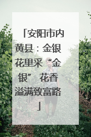 安阳市内黄县：金银花里采“金银” 花香溢满致富路