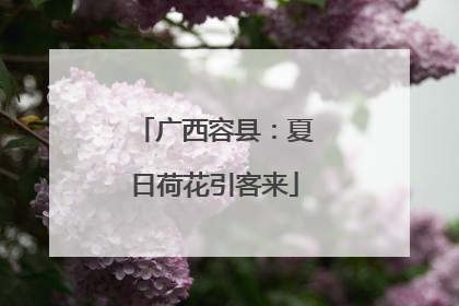 广西容县：夏日荷花引客来