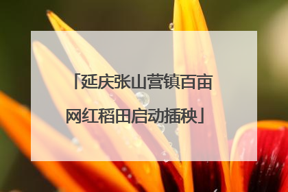 延庆张山营镇百亩网红稻田启动插秧