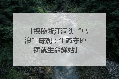 探秘浙江洞头“鸟浪”奇观：生态守护铸就生命驿站