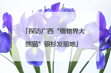 探访广西“植物界大熊猫”银杉发现地