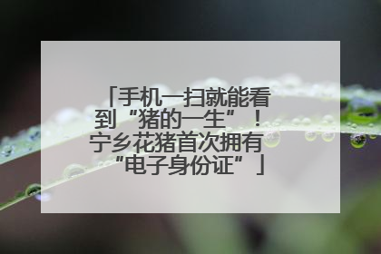 手机一扫就能看到“猪的一生”！宁乡花猪首次拥有“电子身份证”