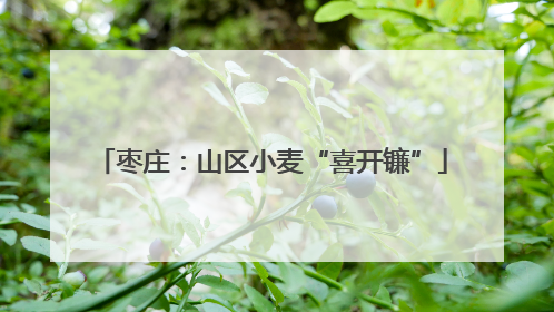 枣庄：山区小麦“喜开镰”