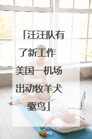 汪汪队有了新工作 美国一机场出动牧羊犬驱鸟