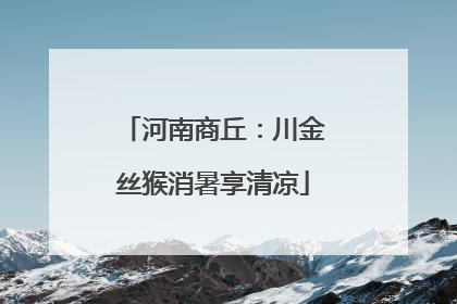 河南商丘：川金丝猴消暑享清凉