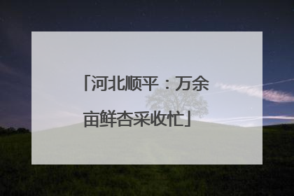 河北顺平：万余亩鲜杏采收忙