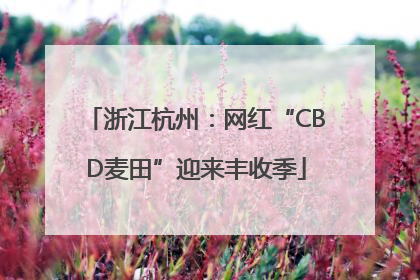浙江杭州：网红“CBD麦田”迎来丰收季