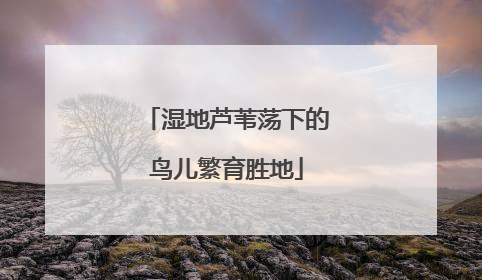 湿地芦苇荡下的鸟儿繁育胜地