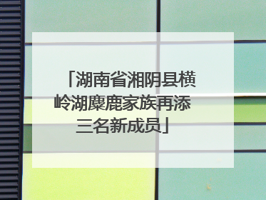 湖南省湘阴县横岭湖麋鹿家族再添三名新成员