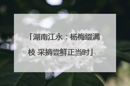 湖南江永：杨梅缀满枝 采摘尝鲜正当时