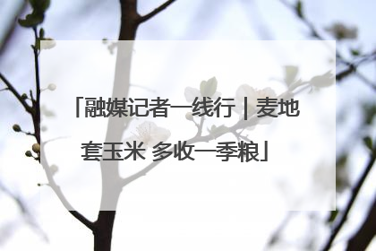 融媒记者一线行｜麦地套玉米 多收一季粮