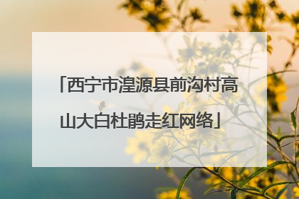 西宁市湟源县前沟村高山大白杜鹃走红网络