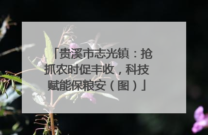 贵溪市志光镇：抢抓农时促丰收，科技赋能保粮安（图）