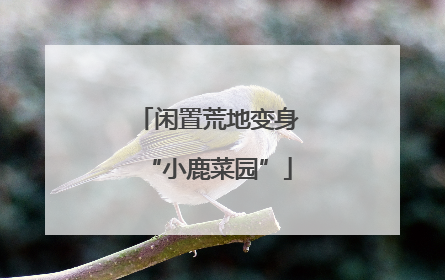 闲置荒地变身“小鹿菜园”