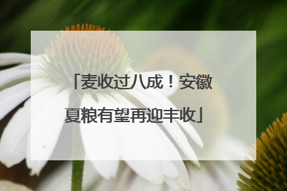 麦收过八成！安徽夏粮有望再迎丰收