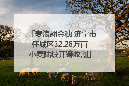 麦浪翻金穗 济宁市任城区32.28万亩小麦陆续开镰收割