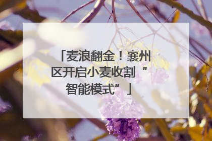 麦浪翻金！襄州区开启小麦收割“智能模式”