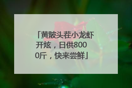黄陂头茬小龙虾开炫，日供8000斤，快来尝鲜