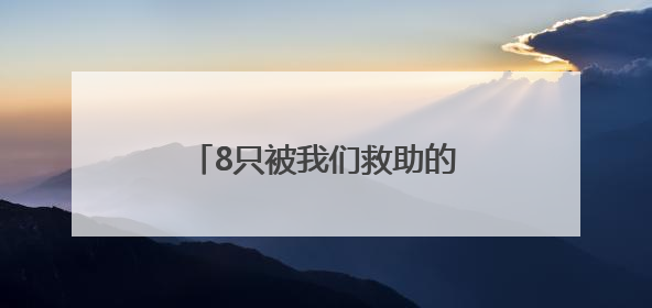 8只被我们救助的鸟儿，重回蓝天